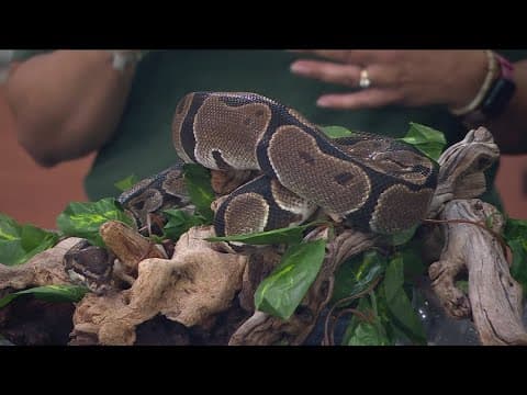 Red pandas and high trails: Minnesota Zoo's latest summer attractions