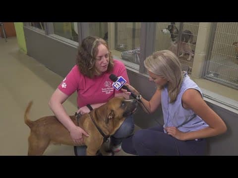 Young-Williams shares tips for pets scared of fireworks