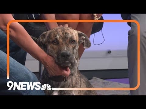 The Denver Animal Shelter participating in 'Clear the Shelters' month