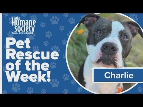 Pet Rescue of the Week: Charlie