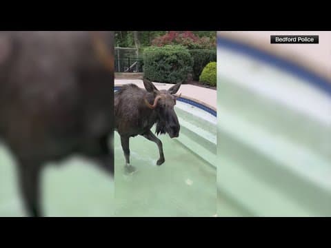 Moose rescued after being trapped in pool
