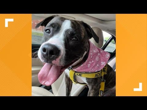Pets of the Week: 12-21-2024
