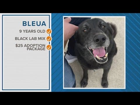 Pawfect Match: Meet Bleua, a loveable lab mix