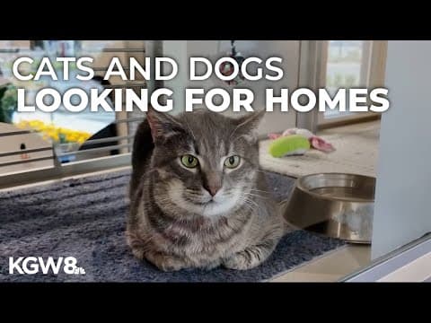 Oregon Humane Society cutting adoption fees by 50% for all adult pets