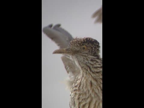 Bison returns to Denver Museum of Nature and Science