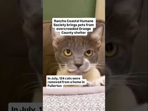 Rancho Coastal Humane Society brings pets from overcrowded Orange County shelter