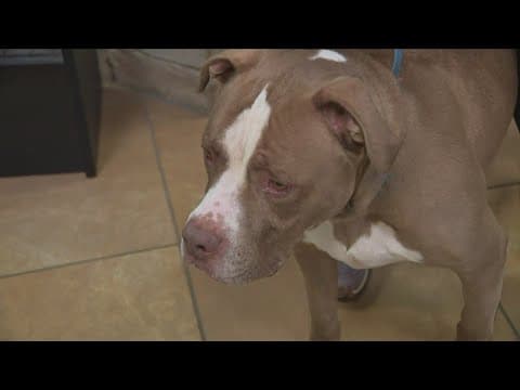 Local law enforcement in Fairfax County face off in dog adoption bowl