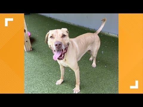 Pets of the Week: 9-7-2024