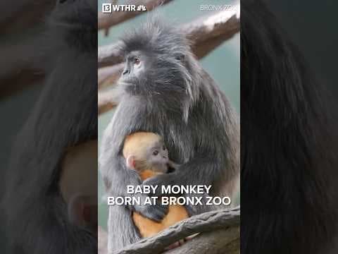Rare baby monkey debuts at Bronx Zoo