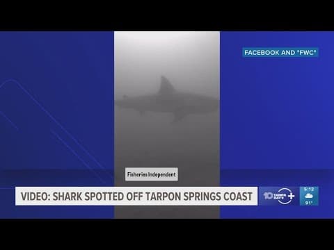 Shark spotted off Tarpon Springs coast