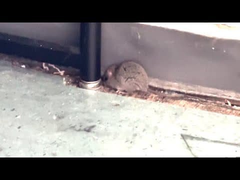 Man says he saw a rat in his Lanier Middle School classroom