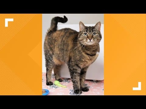 Pets of the Week: 4-19-2025
