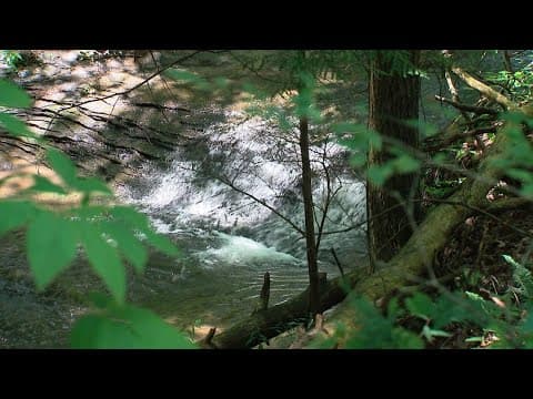 Michigan woman dead after being struck by uprooted tree while hiking in Hocking Hills