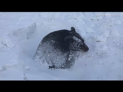 Record snow and cold are having a deadly impact on Minnesota's deer population