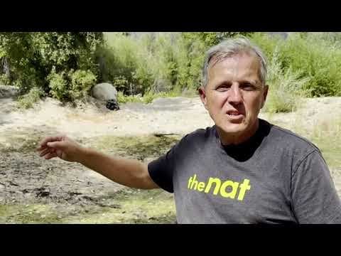 Red-legged frog is heard again in California with help from Mexico and AI