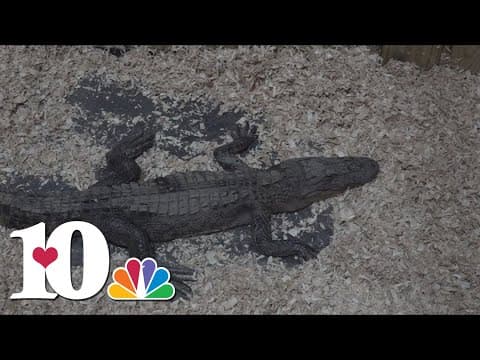 Alligator reeled in from East Tennessee lake taken to Florida animal park around 2 months later