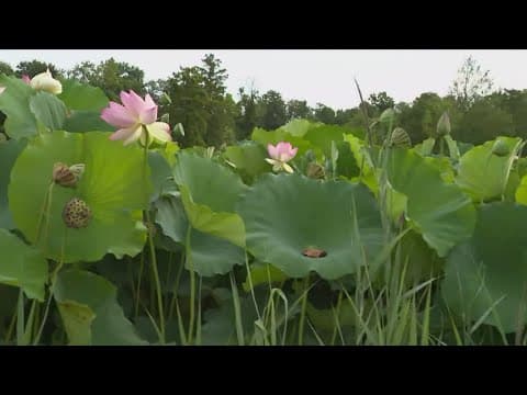 What to see at the Lotus and Water Lily Festival