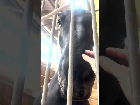 Hanging out with the animals at the Minnesota State Fair