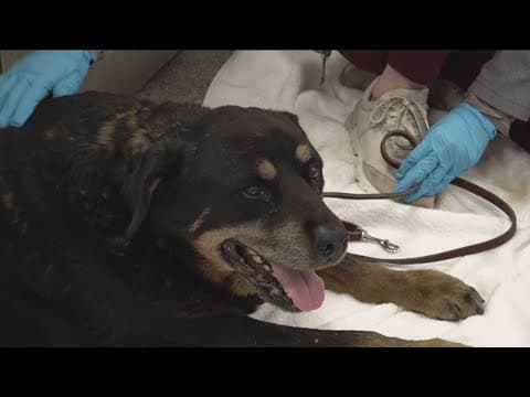 Two highly contagious illnesses cause Humane Society to pause dog surrenders