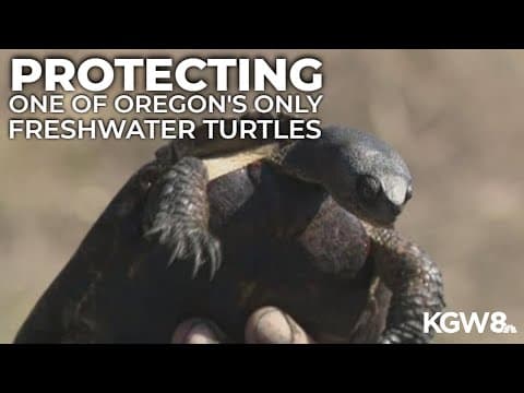 ODFW racing to protect native Northwestern Pond Turtles in Oregon
