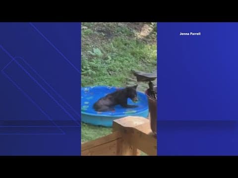 Virginia bear cub cools off in kiddie pool