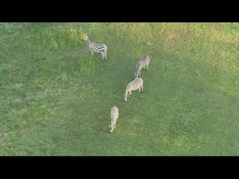 Former Zebra owner acquitted in animal cruelty case in Maryland