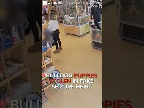 Bulldog puppies stolen in fake seizure heist