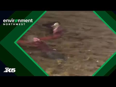 Kokanee salmon returning to King County, most in nearly a decade