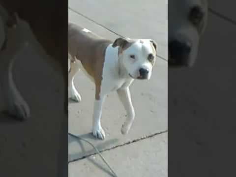 Colorado officer who shot dog will face jury trial, federal judge rules