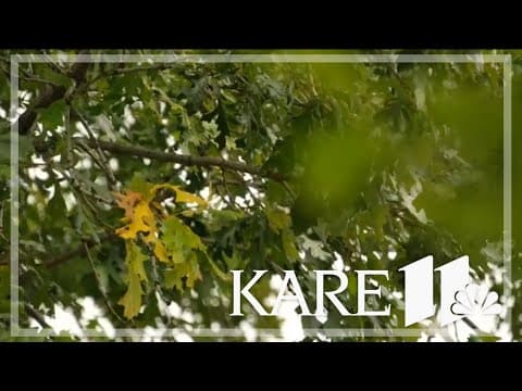 DNR expects 2025 to be excellent for fall colors