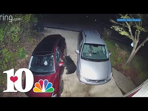 Experts say bear sightings are common during June in East Tennessee