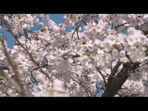 DC leaders make plans for the 2024 National Cherry Blossom Festival