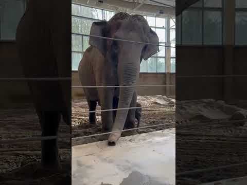 Meet Tula-Tu, Oregon Zoo's newest baby elephant