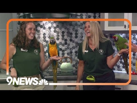 Sunrise Safari: Meet macaws from the Denver Zoo