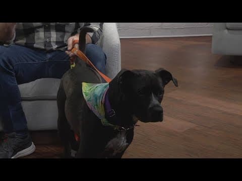 Pet of the Week: Shelby