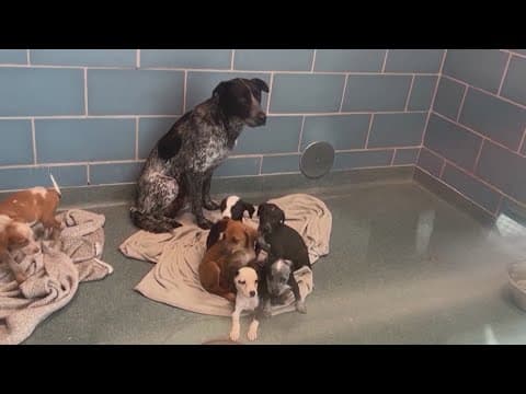 Dallas Animal Services hosting Calm the Canines event for 4th of July