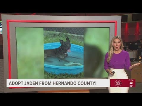 Give Jaden from Hernando County a fur-ever home!