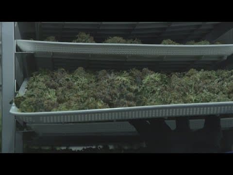 Marijuana marketplace advocates in Virginia frustrated over unlikely future after arena debate