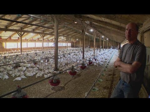 Turkey prices may be higher and availability may be limited this Thanksgiving