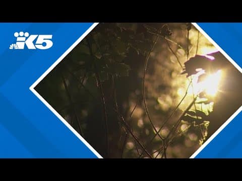 Several hikers report attacks from owls in Lincoln Park