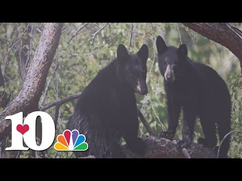 Gatlinburg leaders working to protect visitors and bears alike