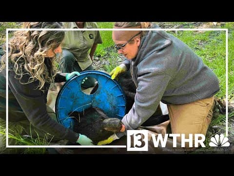 Michigan bear freed from lid that's been around its neck for 2 years