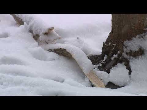 Denver gets first snow storm of the season