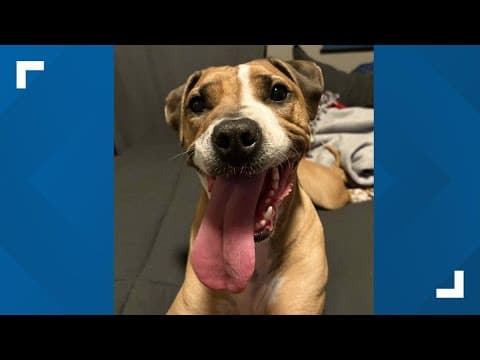 Pets of the Week: 8-16-2025