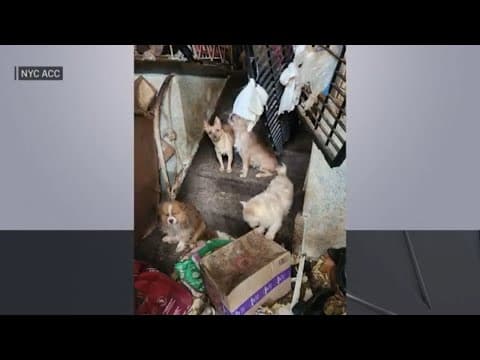 Woman found dead in New York home with more than 80 dogs inside
