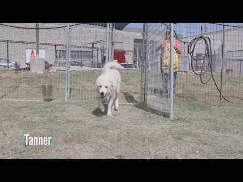 Tailwaggers: Meet Tanner