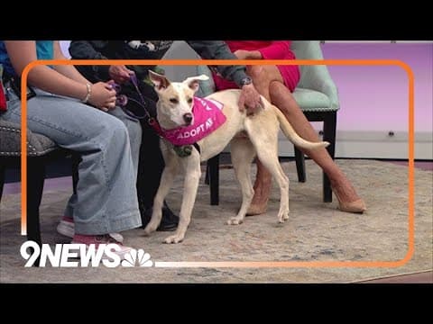 Petline 9: Chispita has plenty of personality