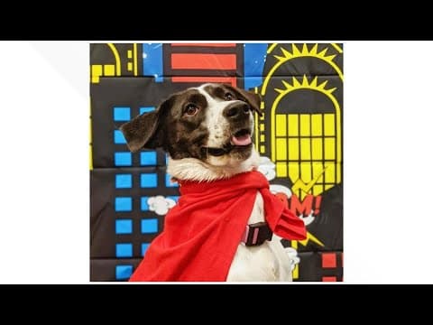How to keep your dog safe from Halloween hazards