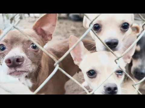 44 chihuahuas rescued from Texas property