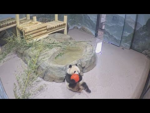 National Zoo shares new video of Giant Pandas in DC